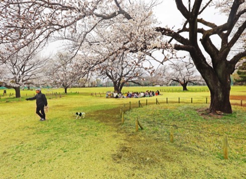 武蔵野中央公園