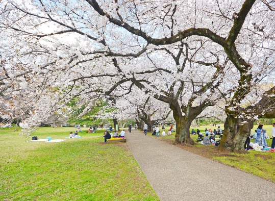 砧公園