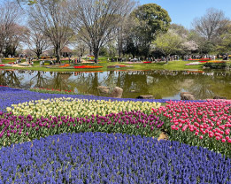 国営昭和記念公園