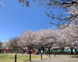 染井よしの桜の里公園